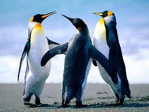 грузчики и разнорабочие Penguins.jpg