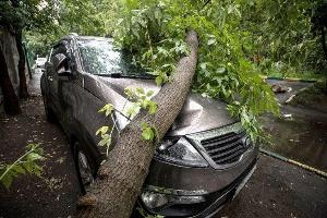 Услуги юриста при падении дерева на автомобиль г. Санкт-Петербург Город Санкт-Петербург