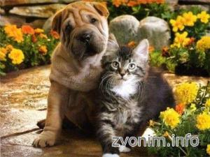 Ветеринарные услуги sankt-peterburg-veterinar_k_vam_na_dom_3808.jpeg