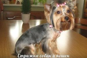 Стрижка собак и кошек на дому Город Санкт-Петербург